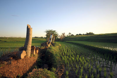 Scenic view of agricultural field against clear sky