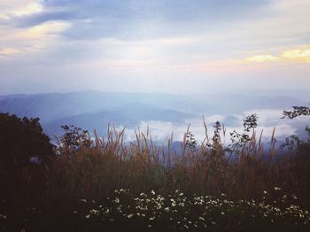 Plants growing on landscape against sky