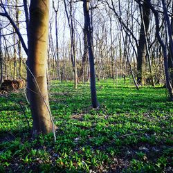 Trees in forest