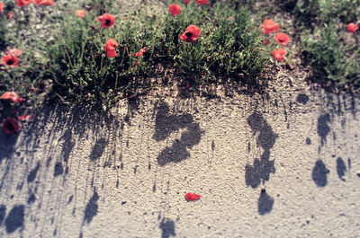 Close-up of red leaves