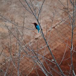 Bird perching on branch