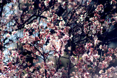 Close-up of pink cherry blossoms in spring