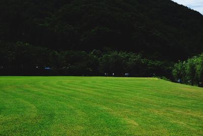 Trees on grassy field