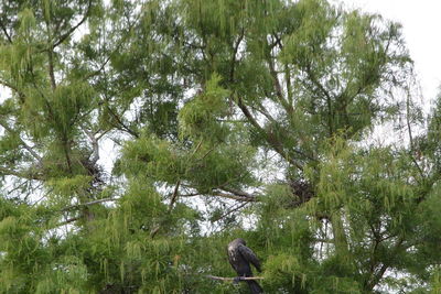 Low angle view of trees in forest