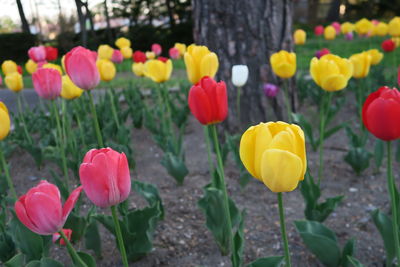 Close-up of tulips in park