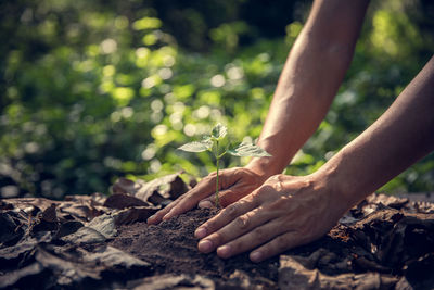 Close-up of man hand holding plant on field