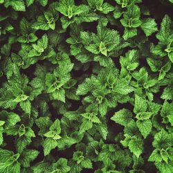 Full frame shot of fresh green leaves