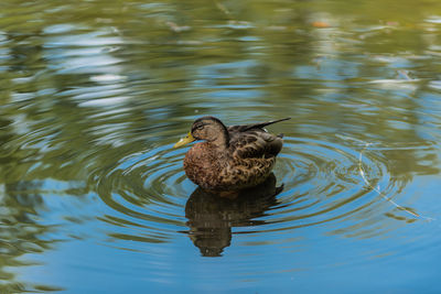 Duck swimming in lake