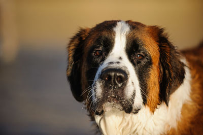 Close-up portrait of dog