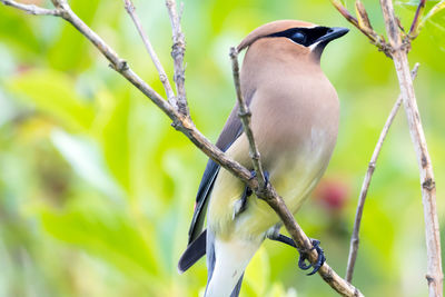 Close-up of cedar waxwing perching on branch