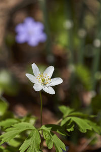 Close-up of white flowering plant