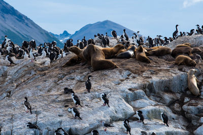 Flock of birds on beach