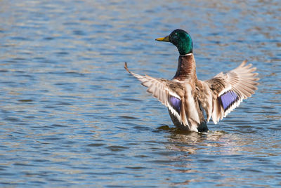 Male mallard duck landing in lake