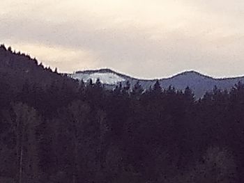 Pine trees in forest during winter