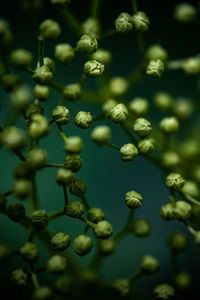 Close-up of plant growing outdoors