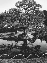 Tree by lake against sky