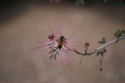 Close-up of insect on pink flower