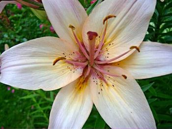 Close-up of white flower