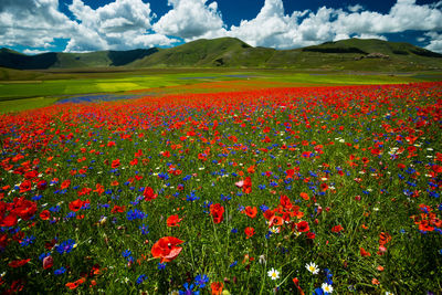 Scenic view of poppy field against cloudy sky