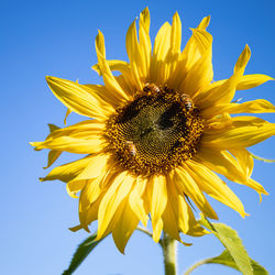 Close-up of yellow sunflower against sky