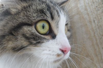 Close-up of a cat with wide open eyes looking away