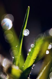 Close-up of flower against blurred background