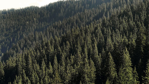 Pine trees in forest during winter