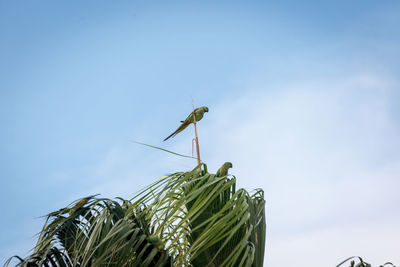 Low angle view of insect on plant against sky