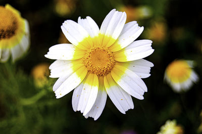 Close-up of white daisy