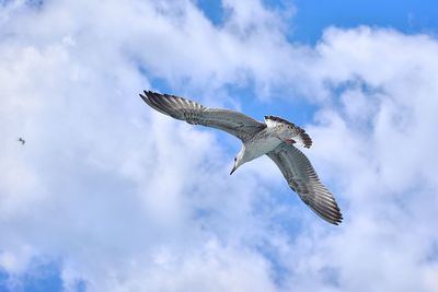 Low angle view of seagull flying in sky at bosphorus