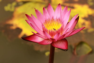 Close-up of pink water lily