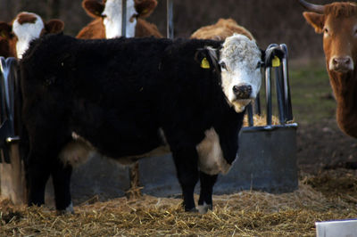 Cows standing in a field