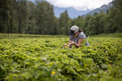 Pregnant woman picking strawberries on farm in countryside near forest