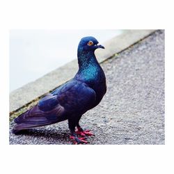 Close-up of bird