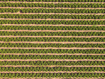 Full frame shot of agricultural field