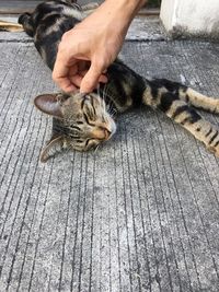 High angle view of cat sitting on hand