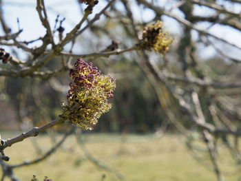 Close-up of flowering plant on branch