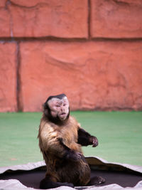 Monkey sitting on wall in zoo