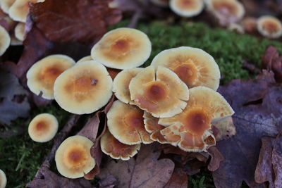 Close-up of mushrooms