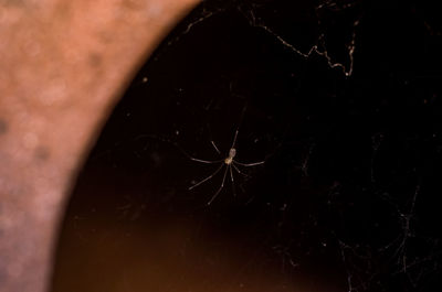 Close-up of spider on web
