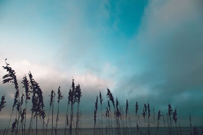 Low angle view of silhouette plants against sky