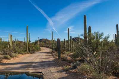 Panoramic view of road amidst trees against blue sky