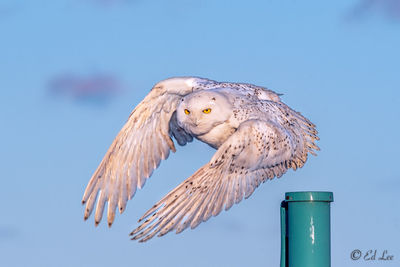 Low angle view of eagle flying against sky