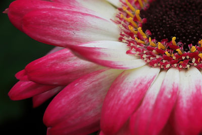 Macro of a pink gerbera upper right hand corner.