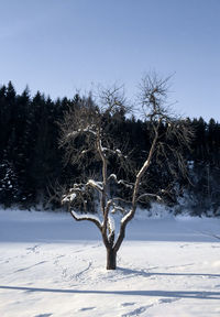 Bare tree on snow covered field against sky