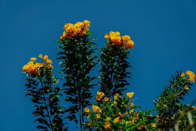 Low angle view of flowering plant against blue sky