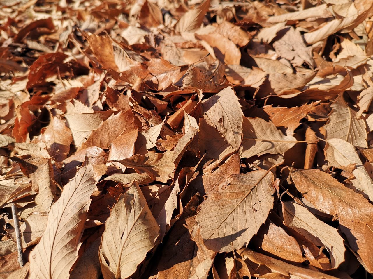 FULL FRAME SHOT OF DRIED LEAVES ON FIELD