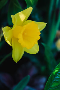 Close-up of yellow daffodil blooming outdoors