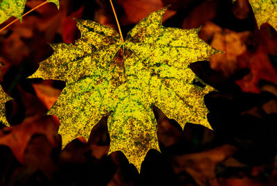 Close-up of maple leaves