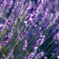Closeup of lavender flower field at sunset rays